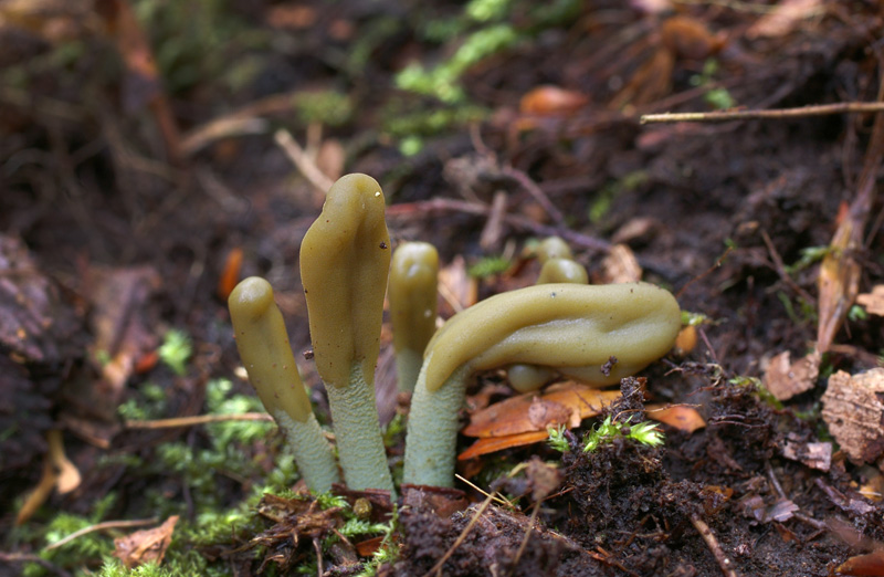 Microglossum griseoviride